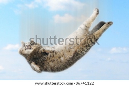 Funny falling cat
