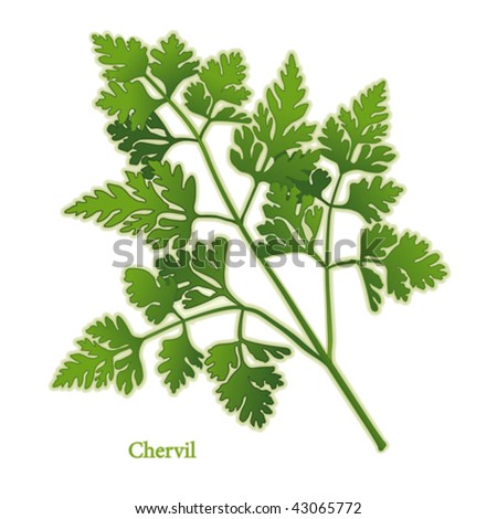 Chervil Plant