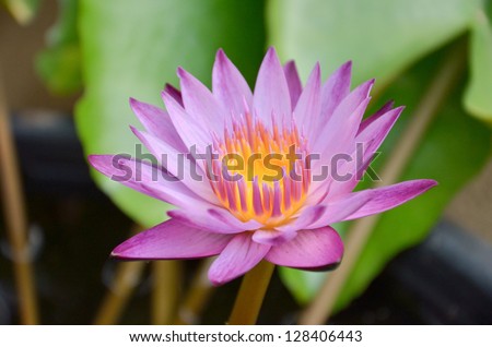 Lotus, the lotus ponds, and water