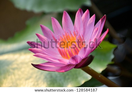 Pink lotus flower, fresh paint