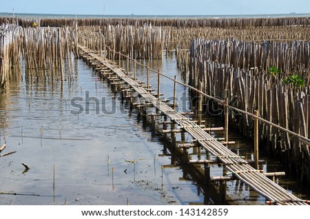 Old bamboo fence protect sandbank from sea wave at Samutsakhon Thailand