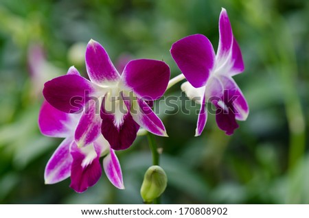 Orchid pink, green background tropical Thailand
