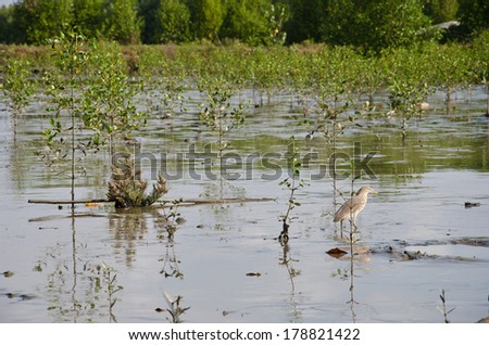 Birds in natural mangrove