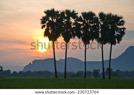 Paddy fields, palm trees, tropical cold light sky background