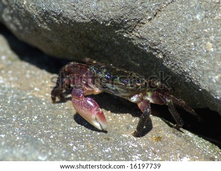 Laguna Tide Pools