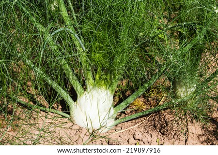 Young fennel plant before harvest
