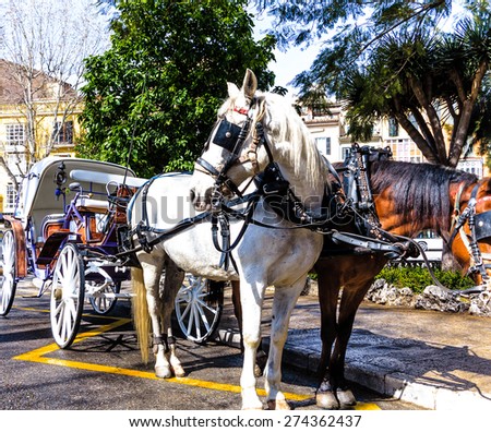 Carriage horses waiting for passengers