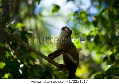 A Black-tailed marmoset looks up in praying position in a Brazilian Pantanal forest