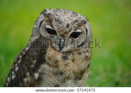 closeup of an owl with green background