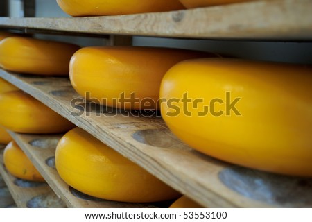 Dutch cheese ripening on shelves