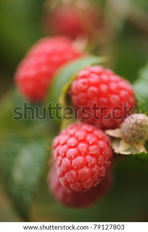 Red raspberry fruit growing on green plant