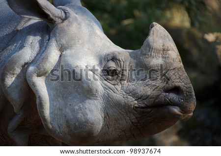 Head of a rhino