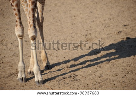 Legs of a giraffe
