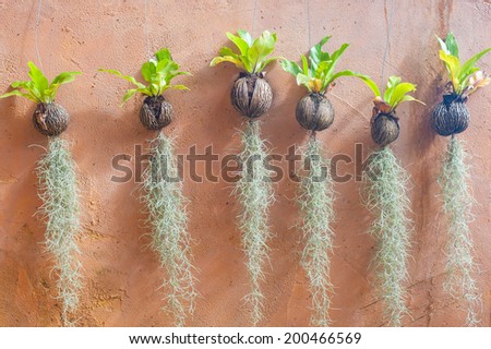 Hanging plant garden on wall