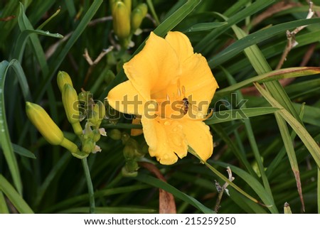 Insect on yellow flower of a lily in summer