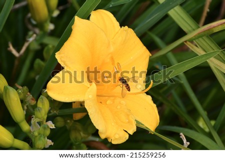 Insect on yellow flower of a lily in summer