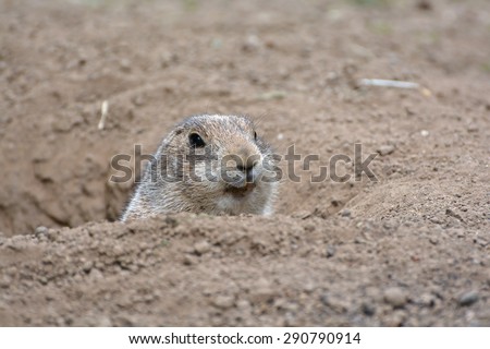an alert prairie dog at the entrance to its burrow