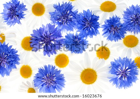 floral pattern with cornflowers and camomiles