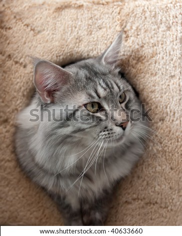 maine coon cat. stock photo : The maine coon