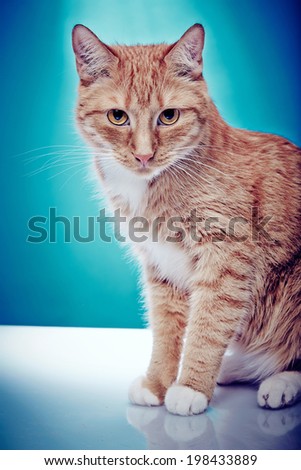 Red haired pedigree cat looking into camera Portrait of an american shorthair purebred cat on a blue background.