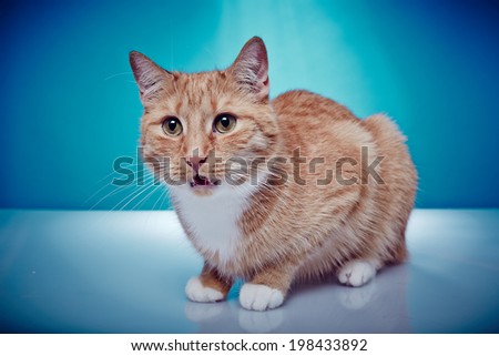 Red haired pedigree cat is meowing Portrait of an american shorthair purebred cat on a blue background.