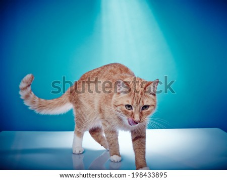 Red haired pedigree cat, running around licking his tongue Portrait of an american shorthair purebred cat on a blue background.