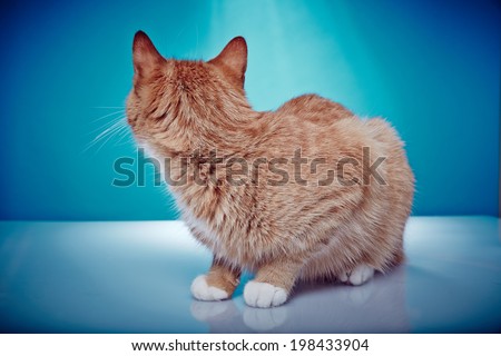 Back of a red haired pedigree cat. Portrait of an american shorthair purebred cat on a blue background.