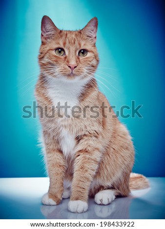 Red haired pedigree cat is looking to camera right Portrait of an american shorthair purebred cat on a blue background.