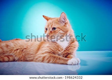 Portrait of a purebred cat Image of a red-haired pedigree cat on a blue background