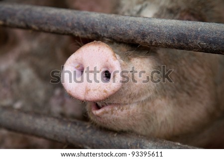 Cute pig\'s snout poking between metal bars.
