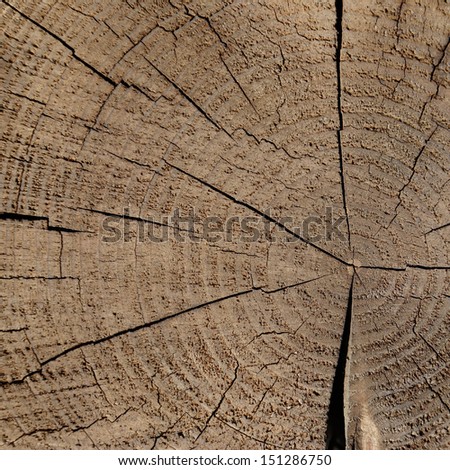 old wood texture background, trunk od tree with cross section and wood rings