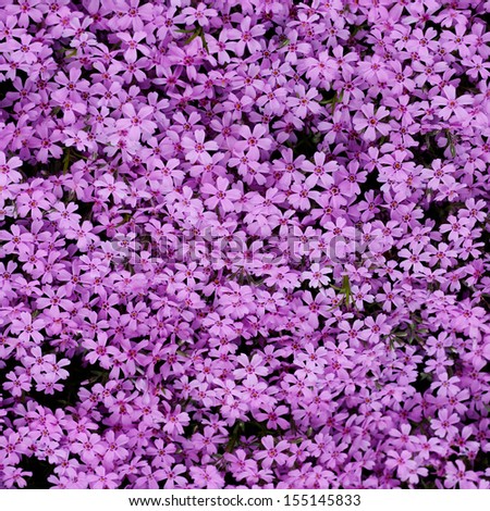 violet flowers background natural beauty texture