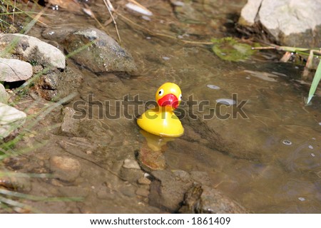 Rubber duck in creek.