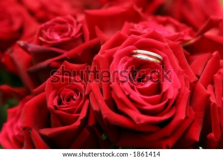 Wedding bands in red roses with a soft effect.