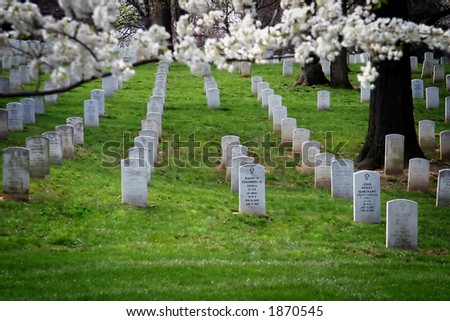 Tombstones at Arlington Cemetery with cherry branches in foreground.