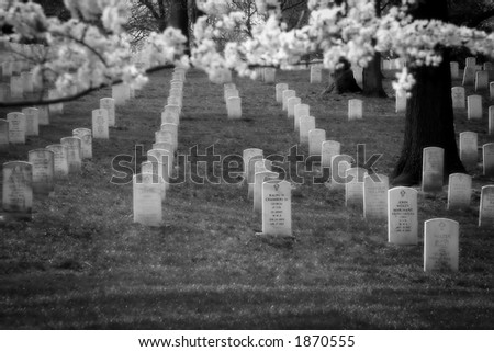 Black and white image of Arlington Cemetery with cherry blossoms in foreground.
