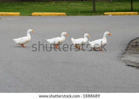 ducks crossing road