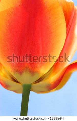 Two red and yellow tulips against a blue sky, viewed from underneath.