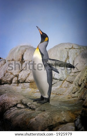 Penguin with beak towards the sky and flapping wings on rocks.