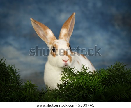 frontal shot of a young rabbit