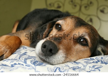 mixed breed dog resting on blue and white floral comforter