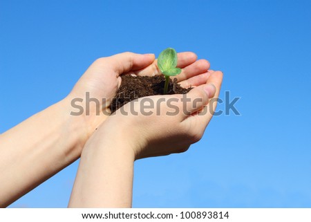Sapling in female hands on sky background