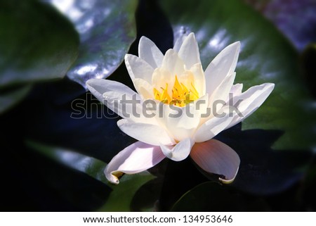 White  Lotus on the River in moonlight