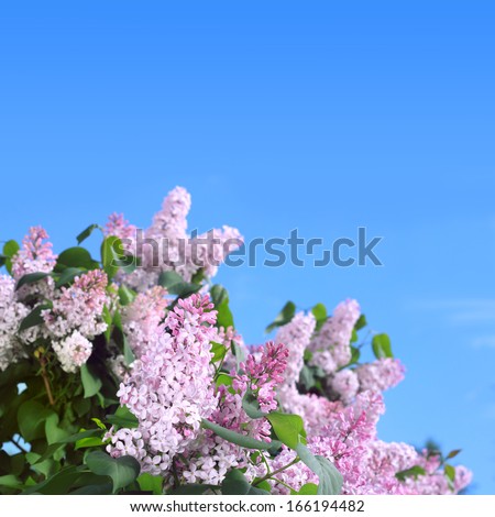 Pink Lilac on a background of bright blue sky