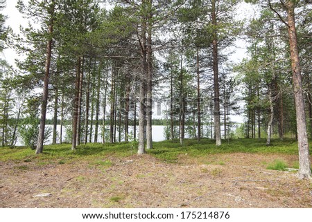 Summer landscape with pine forest and lake