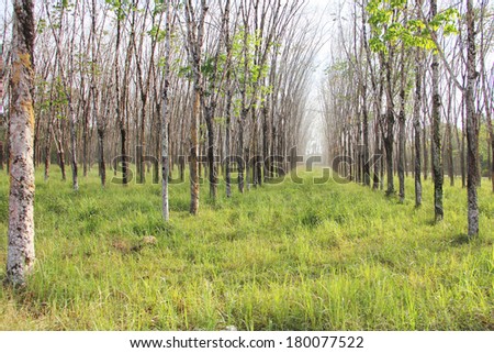 Rubber plant plantation with rows of cultivated trees