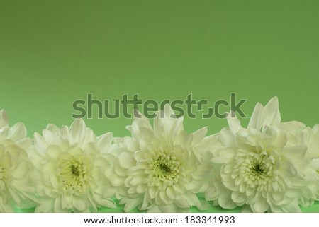 Beautiful chrysanthemums in a row on white background