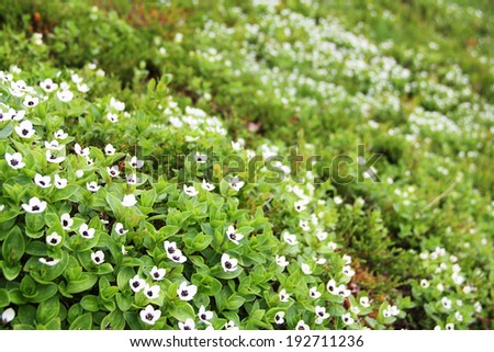 Dwarf Cornel white flowers of Lapland