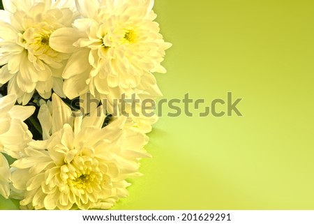 Bouquet of beautiful chrysanthemums on white background