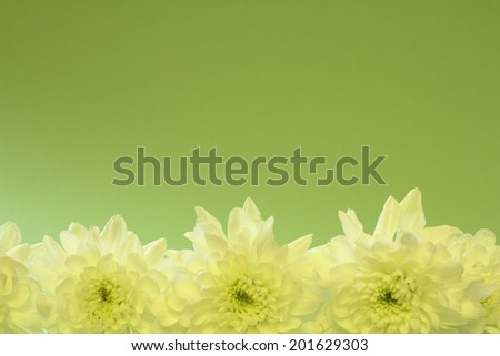 Beautiful chrysanthemums in a row on white background